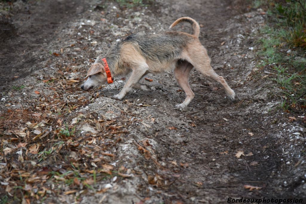 Cherche mon chien, cherche !