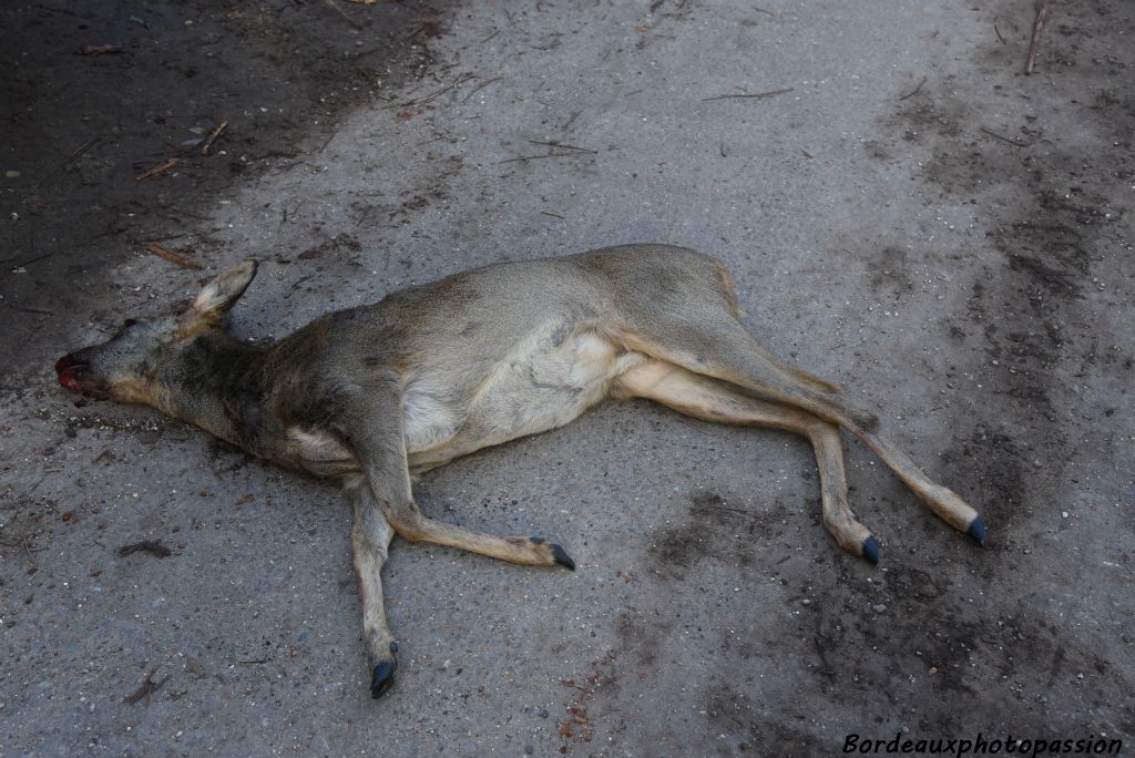 L'animal a bien été tué. Ce n'est pas toujours le cas.