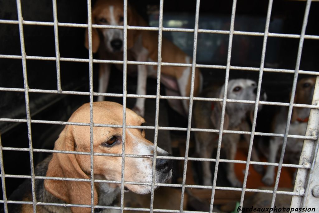 Les chiens sont à nouveau dans la remorque pour aller sur un autre lieu.