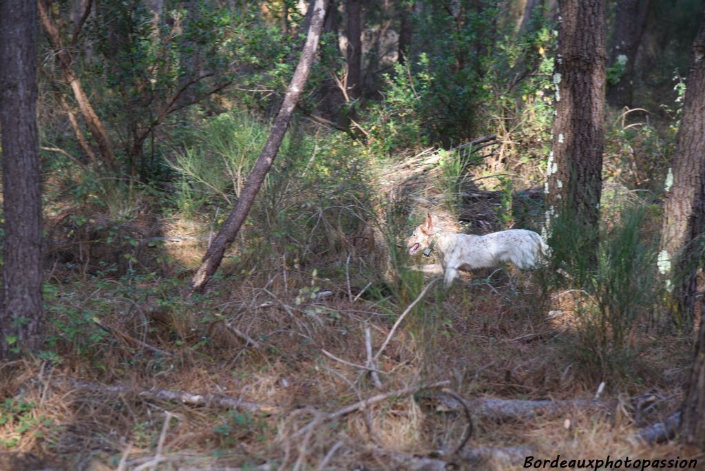 Un chien passe avec son grelot. Il chasse la bécasse lui !