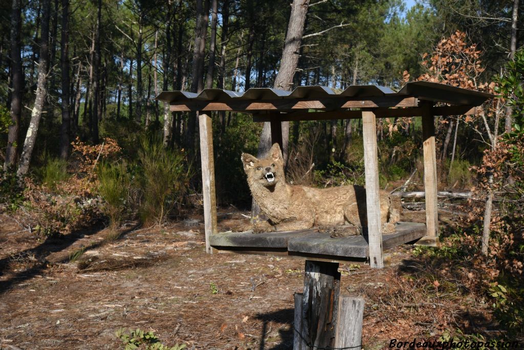 Au lieu-dit le "renard pendu", les chasseurs ont laissé une trace.