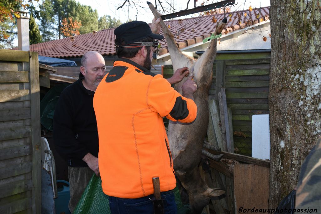 Dépecer la bête ne pose pas de problème en général aux chasseurs.