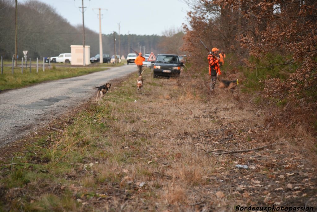 La meute est lâchée. Les chiens se mettent en action pour trouver une piste.