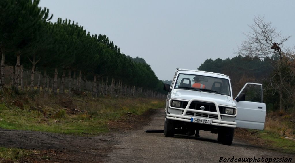 Au cours de la chasse, il se peut que le chevreuil surprenne le chasseur. Ici sur la gauche, il vient de traverser la route au moment où les voitures se déplaçaient. Dommage !