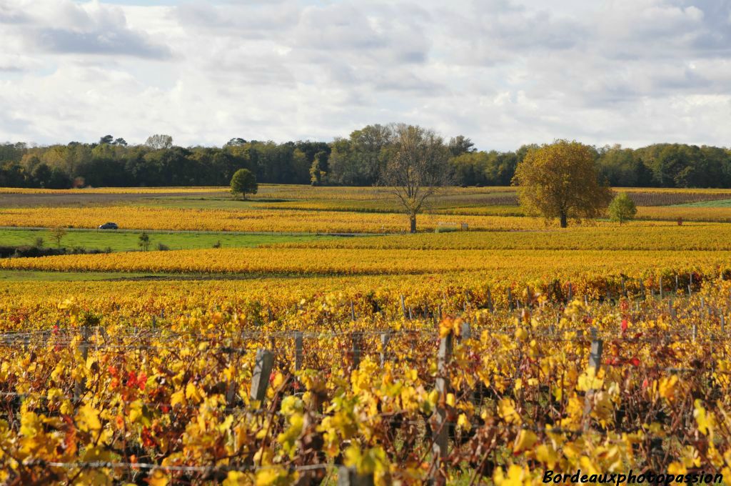 Les vignes médocaines changent de robe à l'automne.