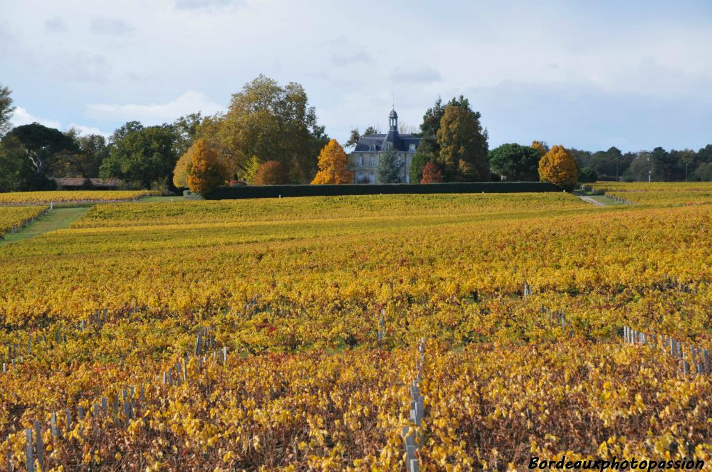 Pour arriver au château Fonréaud, dans l'appellation Listrac, il faut traverser le vignoble blond.