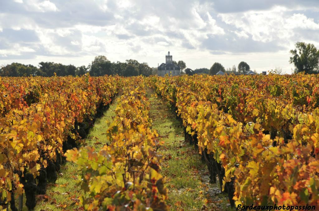 Près du château Larose-Trintaudon, un cru bourgeois en Haut-Médoc.