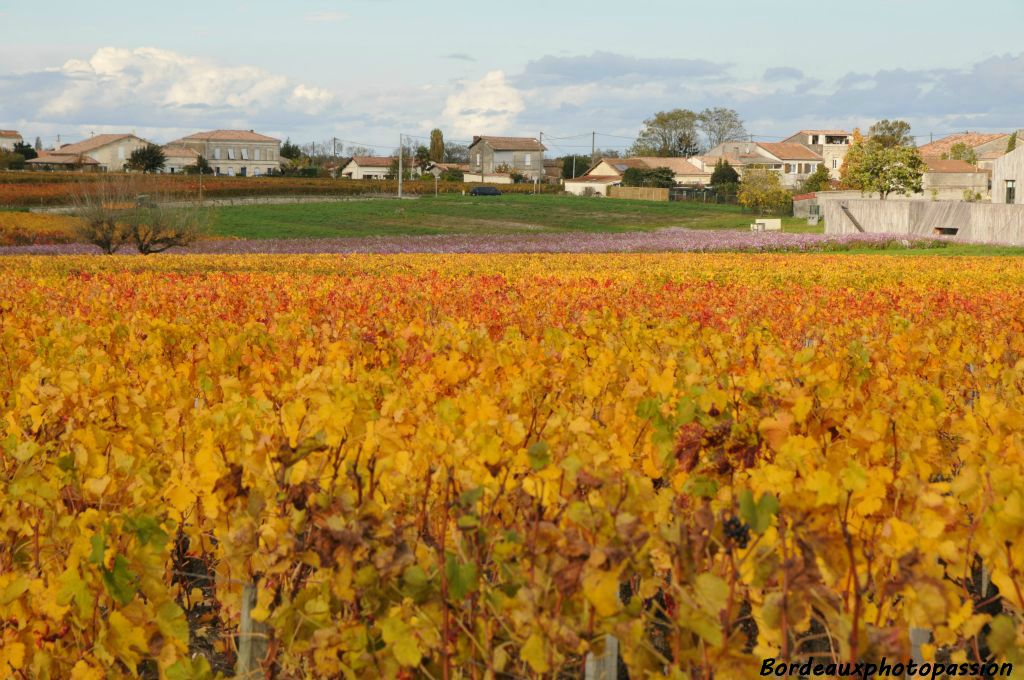 Près de Pauillac, les fleurs rivalisent de beauté avec la vigne.