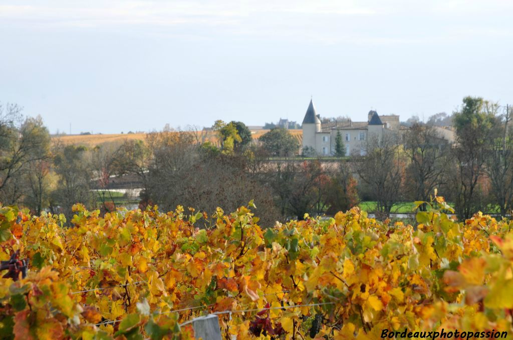 Depuis les vignes de Cos d'Estournel, on aperçoit Lafite-Rothschild.