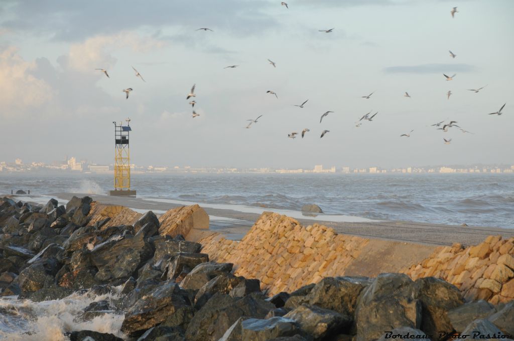 Les oiseaux sont à la fête. L'océan leur sert parfois de la nourriture sur un plat.