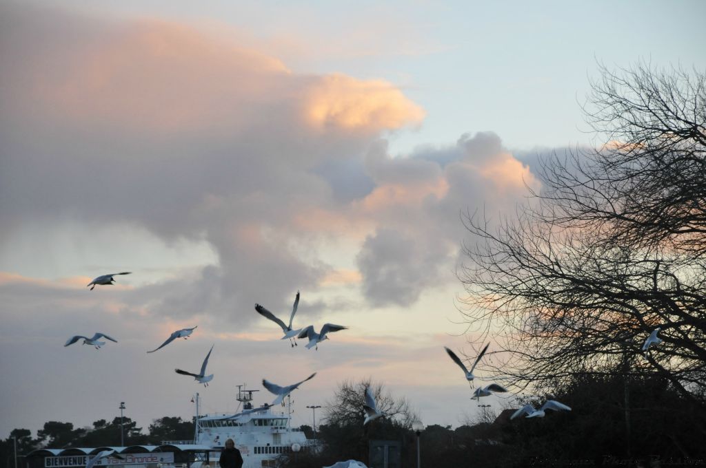 C'est jour de fête à l'occasion des fortes marées. Cela vaut bien un ballet aérien au coucher du soleil.