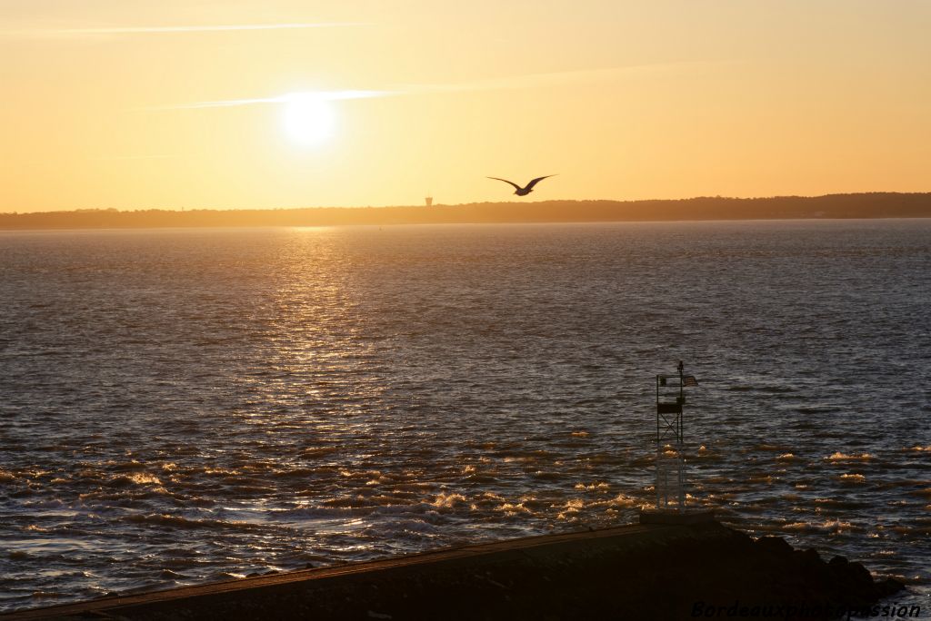 Le début de la matinée est calme. Peu de passages d'oiseaux.