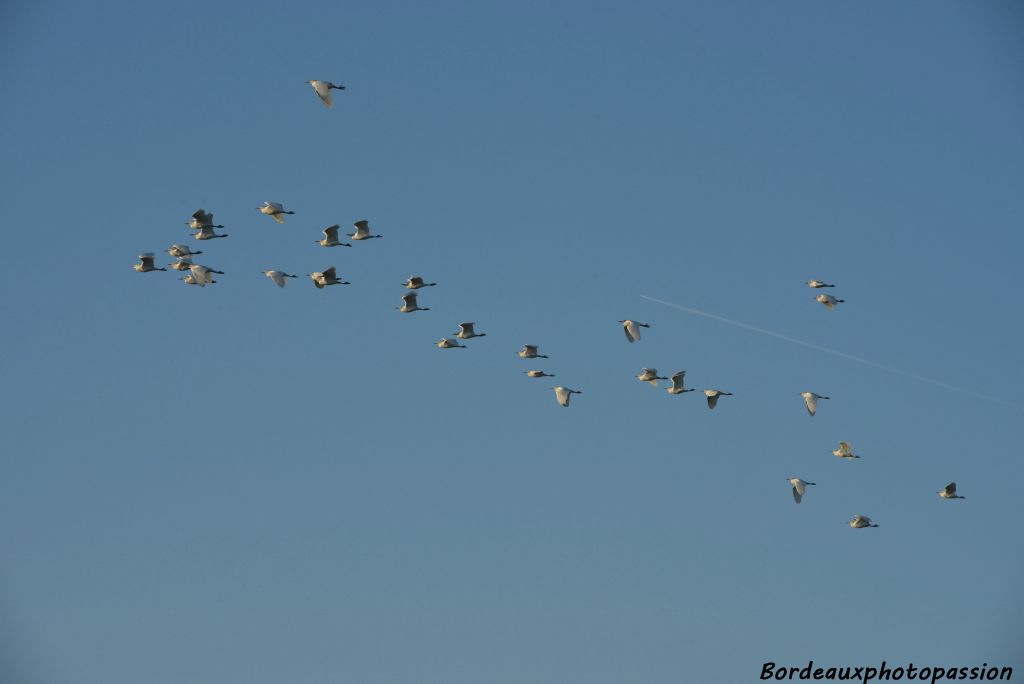 Un premier vol de hérons garde-bœufs s'engage au-dessus de l'estuaire. Il faudra vérifier qu'il passe réellement de l'autre côté en terre charentaise pour pouvoir les comptabiliser.