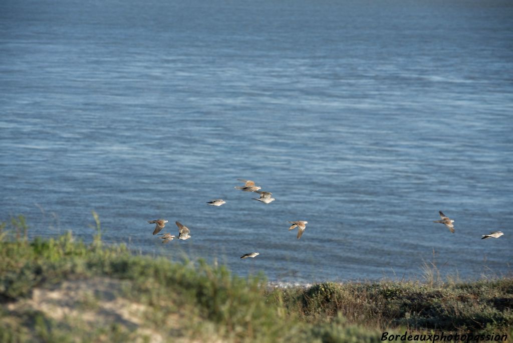 Malignes, elles passent près de la dune à l'abri du vent. Pourtant au bout, il faudra affronter la difficulté.