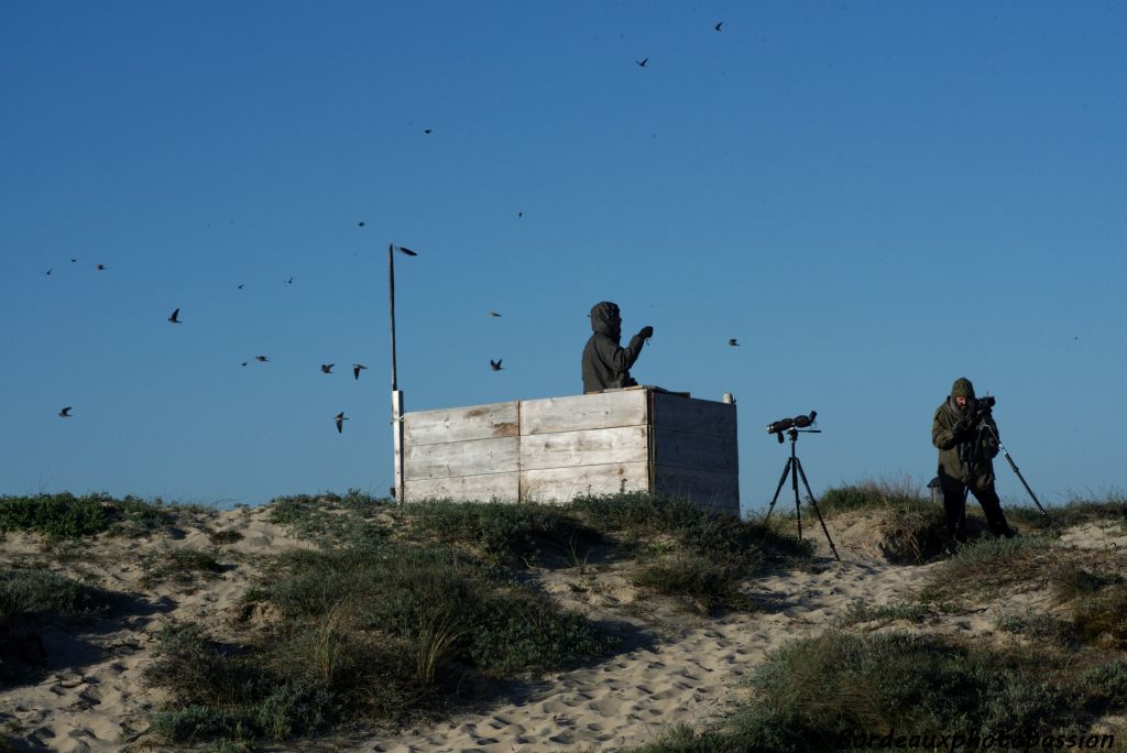 Devant ces milliers d'oiseaux qui passent juste au-dessus du lieu d'observation, on ne peut qu'éprouver de l'étonnement et de l'admiration.