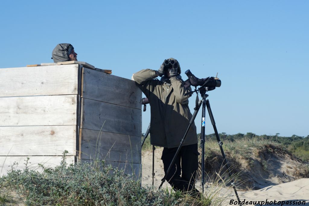 Il vaut mieux anticiper l'arrivée des migrateurs. Les jumelles servent souvent au cours de la longue journée d'observation.