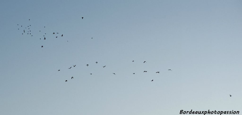 Un vol aussi  dense et qui revient vers la pointe, c'est un vol de tourterelles. Les martinets sont plus espacés, on parle alors de flux de martinets.
