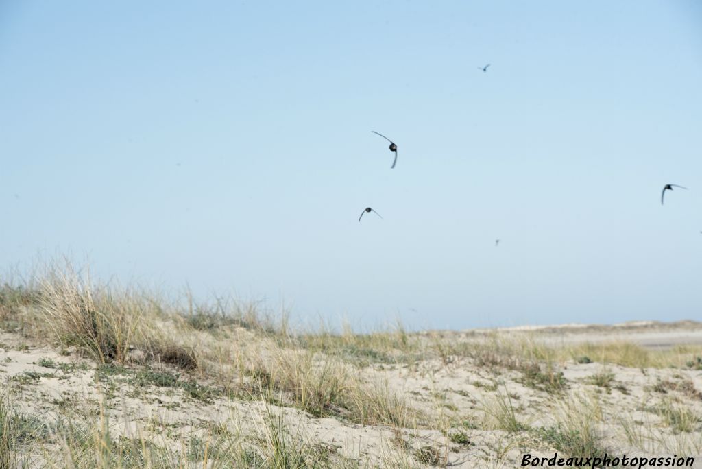 Le martinet peut atteindre une vitesse de 60m/s ! Il chasse sans relâche les insectes en vol. Il peut même s'y accoupler.