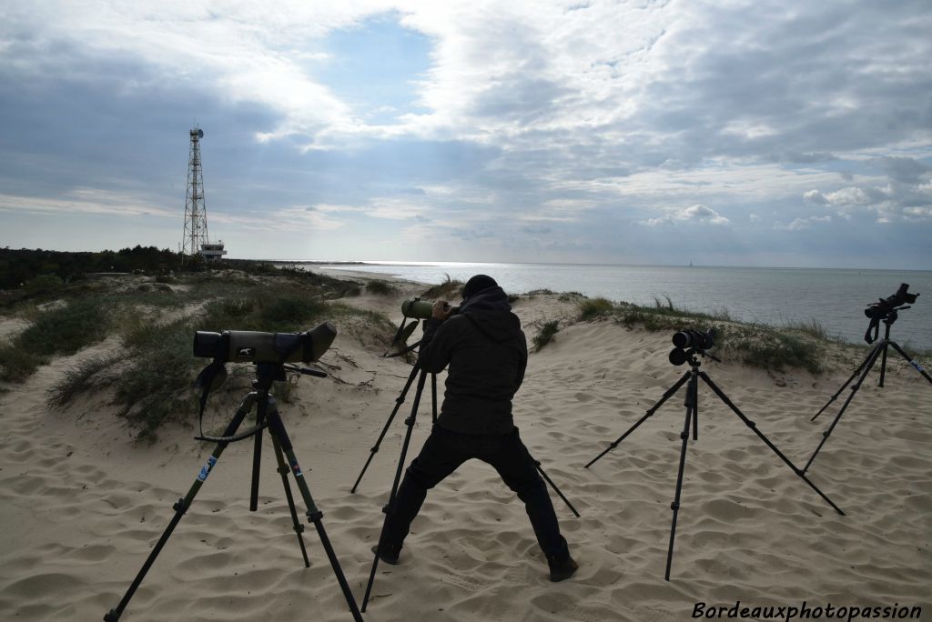 Observation, comptage et relevé des différentes espèces d'oiseaux.