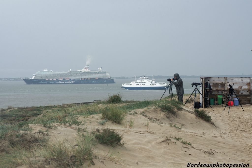 Même les bateaux ne les détournent pas de leur tâche !