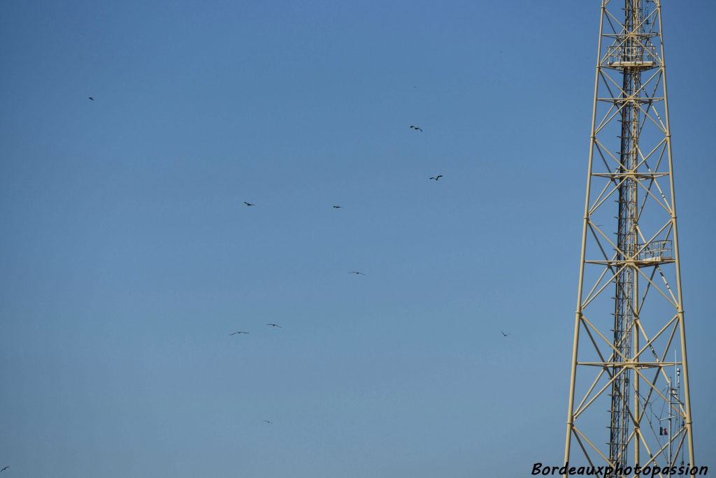 Un observateur peut signaler au "compteur" d'où arrive  le vol ou l'oiseau isolé. Ici par exemple le vol de milans noirs est à gauche de l'antenne.