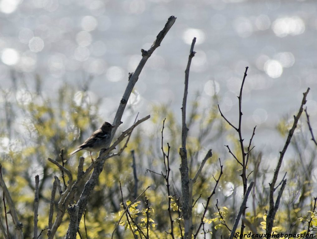 De temps en temps, on peut admirer de près un oiseau posé. Ici un pinson des arbres...