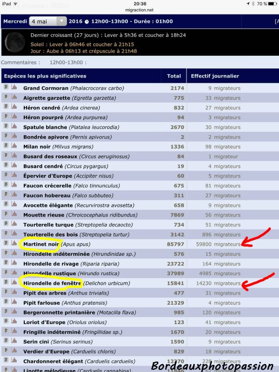 Jour exceptionnel avec près de 60 000 martinets et 14 000 hirondelles comptés. Sur le site Migraction.net on peut chaque jour visualiser les espèces d'oiseaux comptées ainsi que leur effectif.