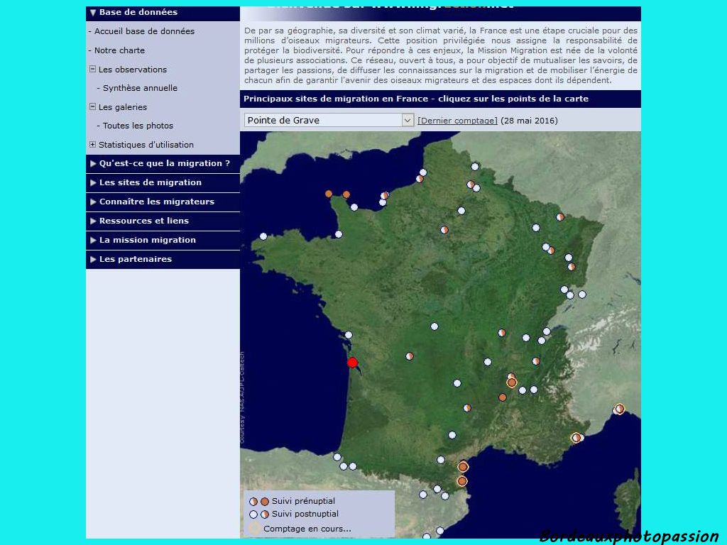 Au dernier jour de comptage, on pouvait lire sur le site Migraction.net que 160 espèces avaient survolé de jour la pointe de Grave soit 459 000 oiseaux . Mais la migration nocturne est beaucoup plus importante encore. C'est par millions que les oiseaux migrent dans la région !