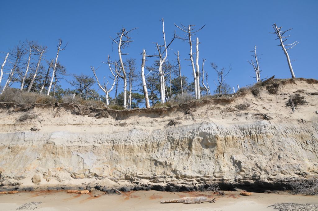 Les pins, soumis aux vents violents des tempêtes, résistent encore moins au sel tout proche.