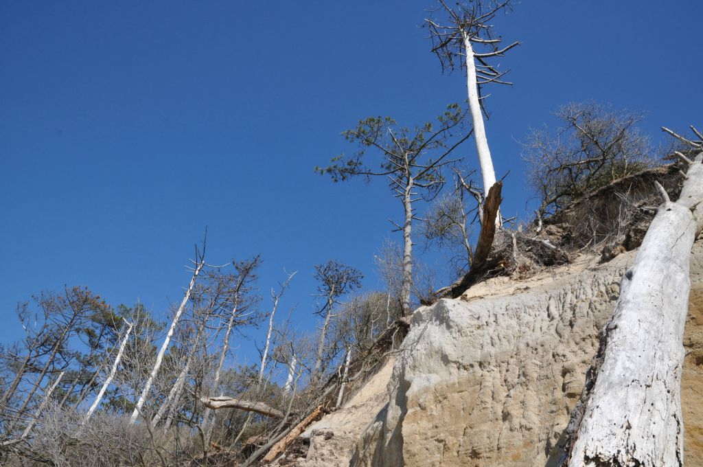 Le destin des arbres du littoral est tracé depuis bien longtemps.