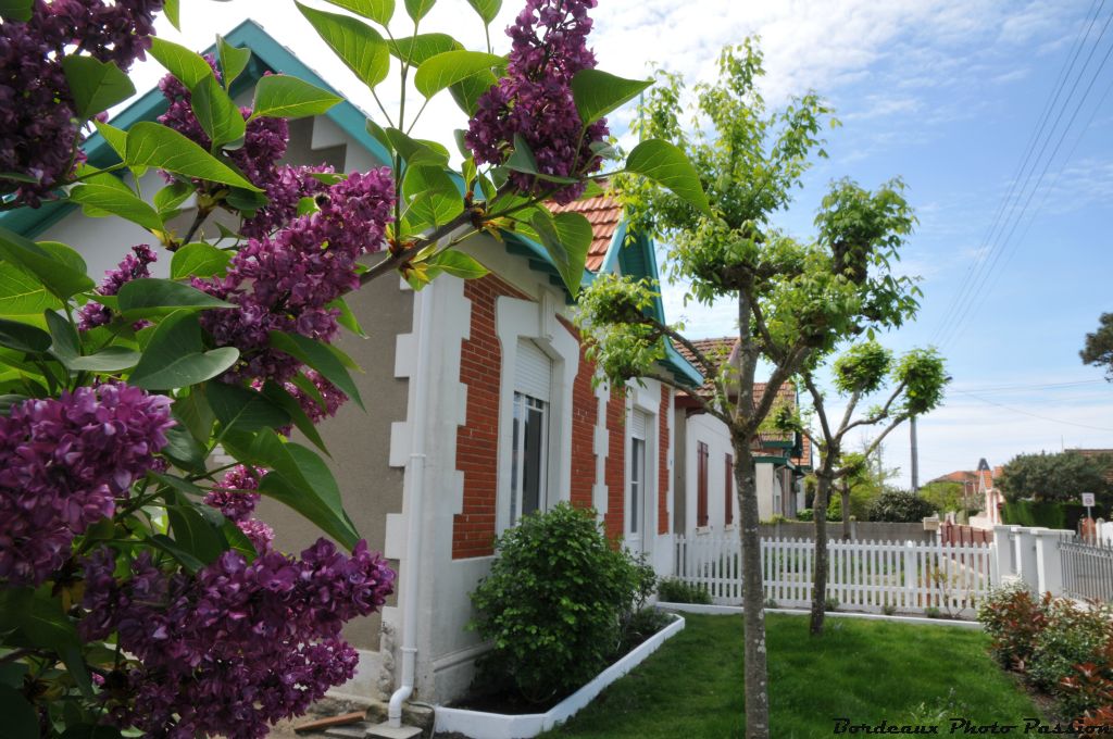 Soulac-sur-mer au printemps offre au promeneur un bouquet de fleurs parfois odorantes. Le lilas est une des premières fleurs à éclore.