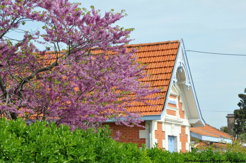 L'arbre de Judée avec ses fleurs rose pourpre, a la particularité de fleurir avant la pousse de ses feuilles.