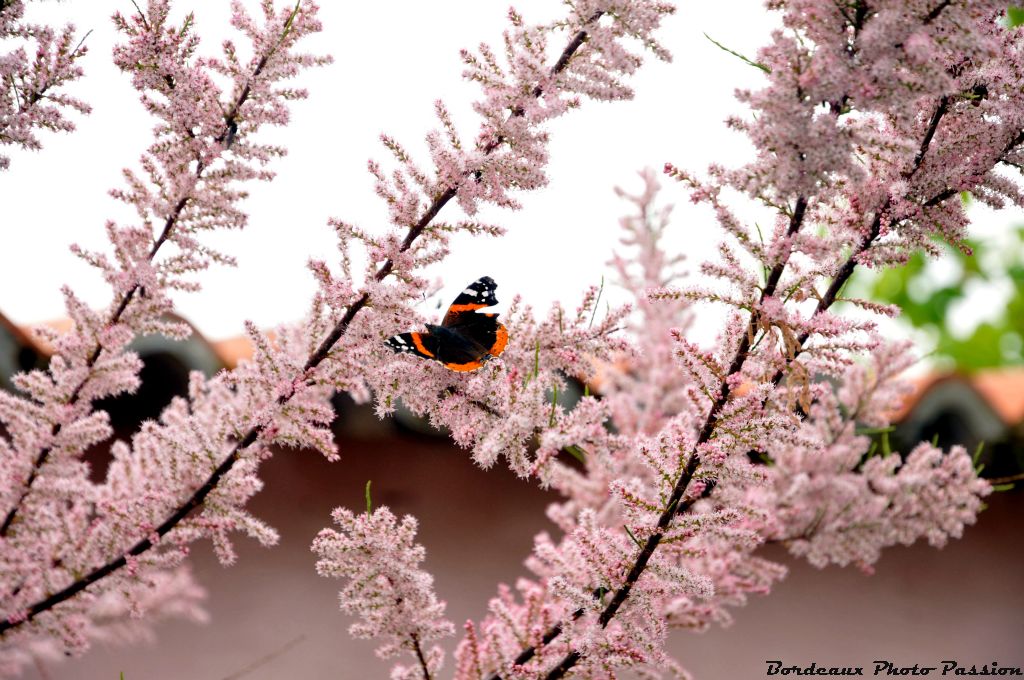 Un papillon n'a pas fait beaucoup d'effort pour se poser sur un tamaris. On en trouve souvent dans les rues de Soulac.