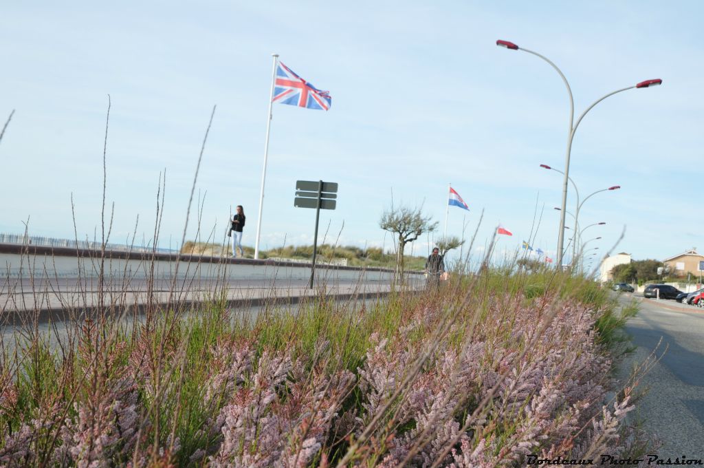 Tout au long du boulevard de la plage mais à faible hauteur car le vent marin souvent chargé de sable agresse les tamaris.