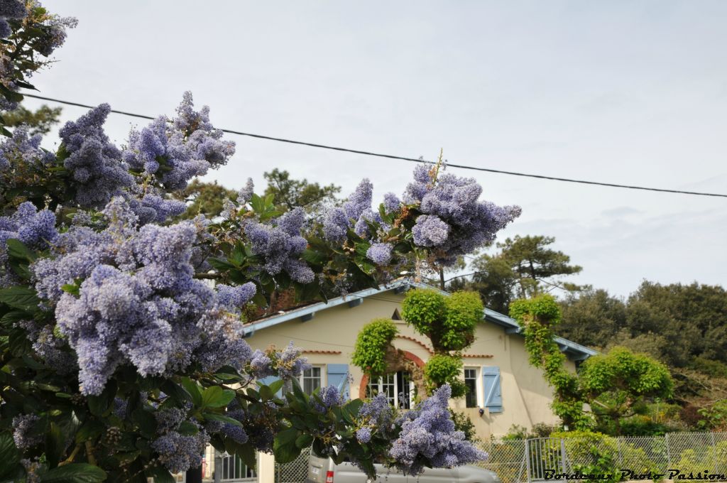 Un céanothe qui se plaît en bord de mer, normal il a ses fleurs de la même couleur !