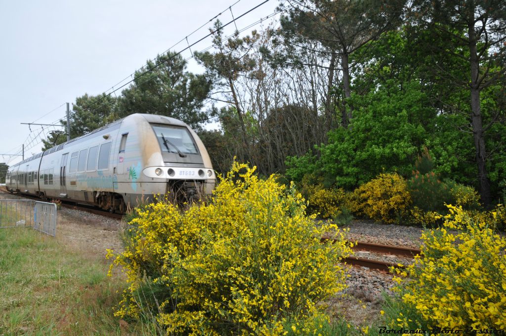 Le train du Médoc passe et repasse entre une haie d'honneur composée de genets et parfois d'ajoncs.