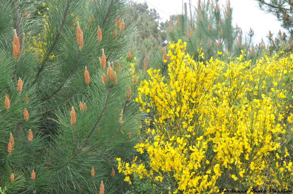 Mais de toutes ces fleurs qui embellissent la ville et sa forêt, il en est une autre bien plus présente...