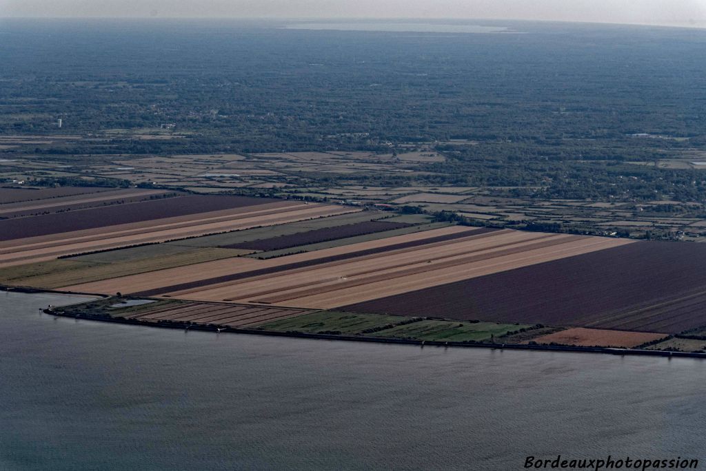 En amont des terres cultivées prises sur le marais tout proche.