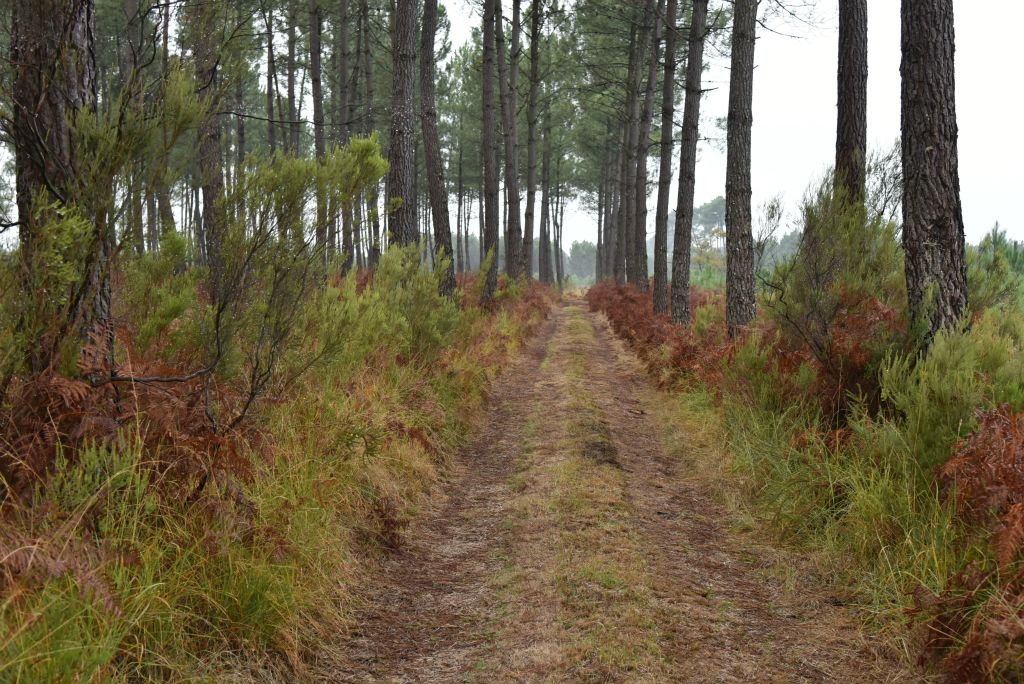 Un chemin dans une forêt des landes girondines...