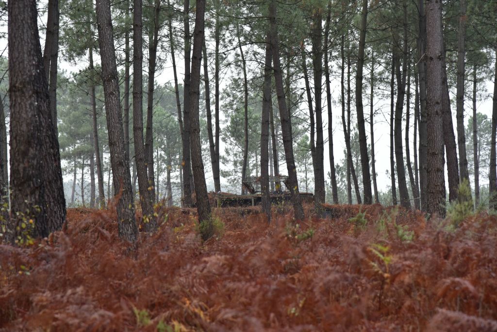 une cabane au milieu des bois... pas de doute, il s'agit d'une palombière !