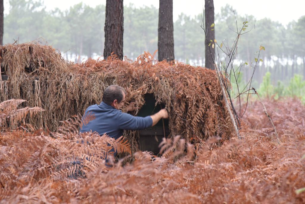 Une branche à couper pour dégager la vue sur la forêt...