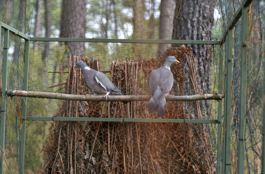 Avec deux palombes que l'on différencie du pigeon grâce à son collier blanc. Elles sont posées sur un perchoir rond qui peut être actionné par le chasseur.