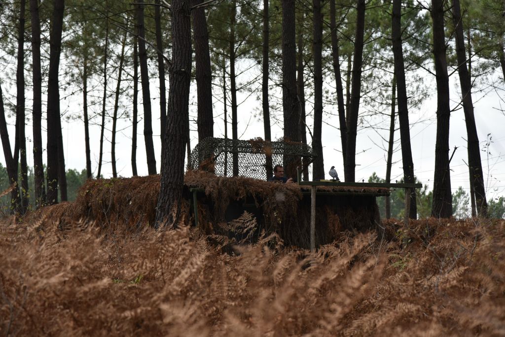 Il faut scruter sans arrêt le ciel par où les migratrices arriveront peut-être.