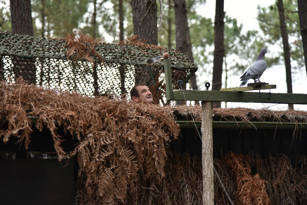 Le chasseur sait être patient. Mais il doit aussi être astucieux pour attirer le vol de palombes.