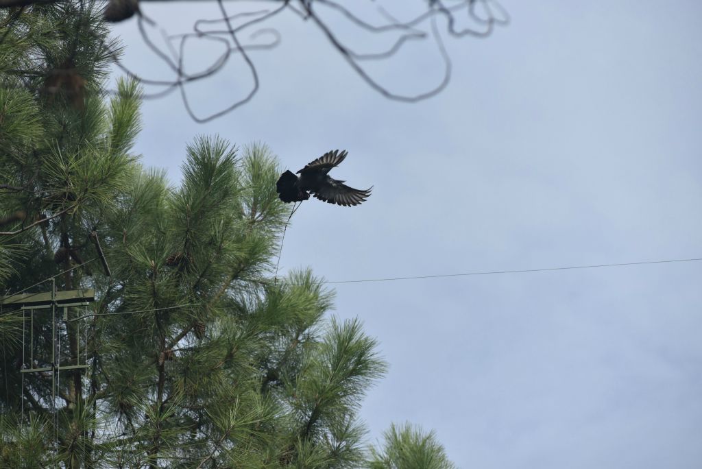 Les pigeons dits volants, passent d'un arbre à un autre liés à un fil traversant.