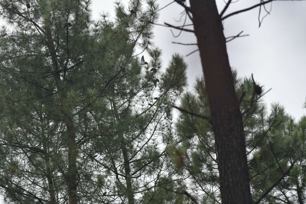 Soudain, une dizaine de pigeons ramiers arrivent sur les pins. Jérôme active en vain les bonnes ficelles mais les oiseaux ne se posent pas.