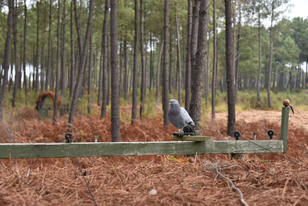 Un pigeon appelé espion, posé devant lui et qui gâce à ses sens développés prévient Jérôme.