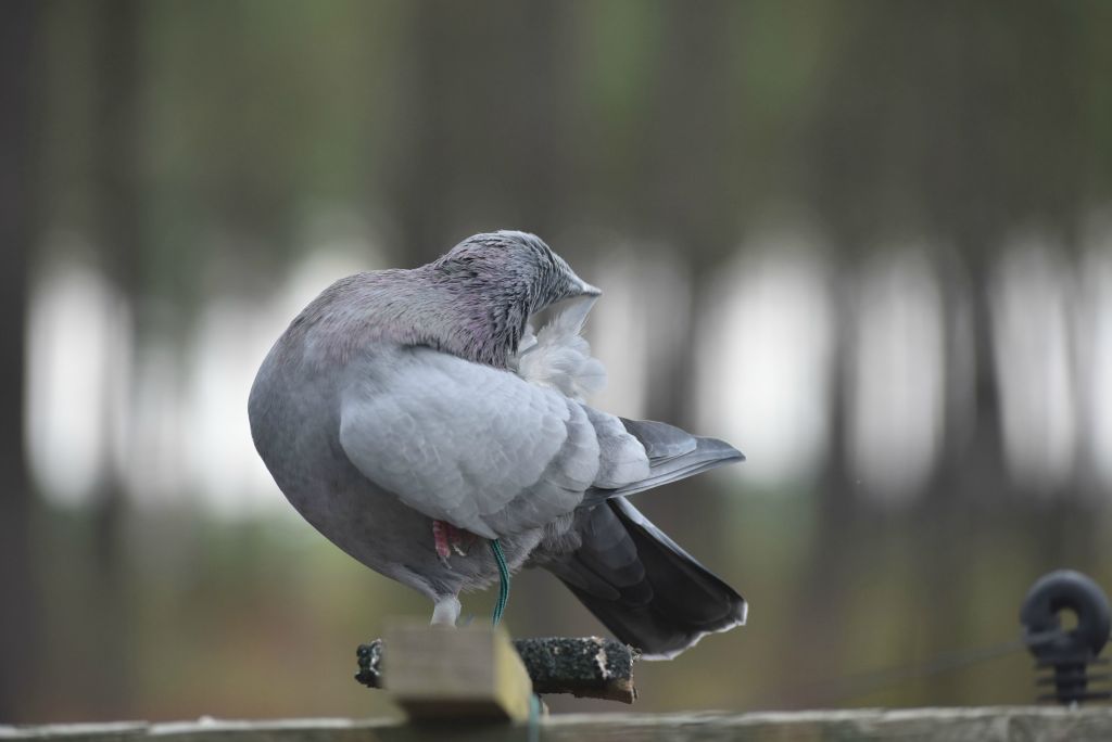 Quand il ne fait pas sa toilette...