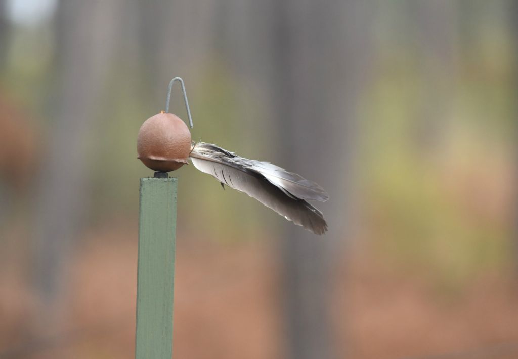 Une autre aide pour le chasseur, c'est la direction du vent.