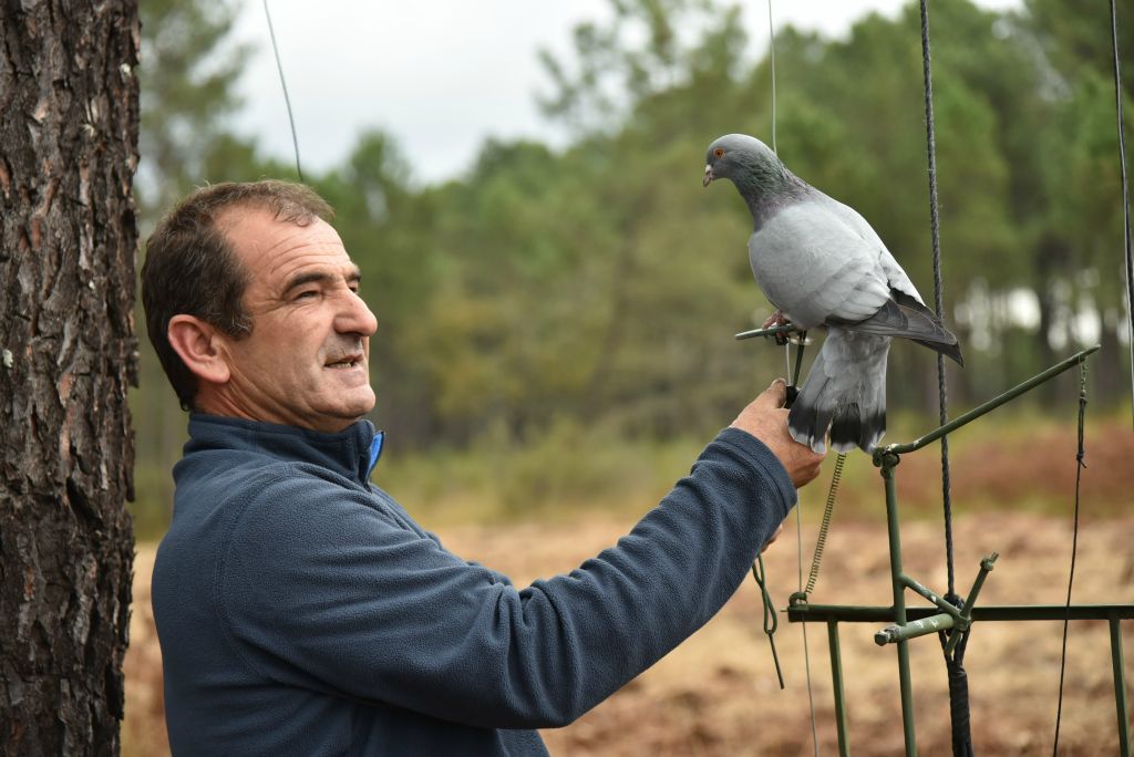 La plupart du temps, le pigeon dressé est descendu tranquillement.